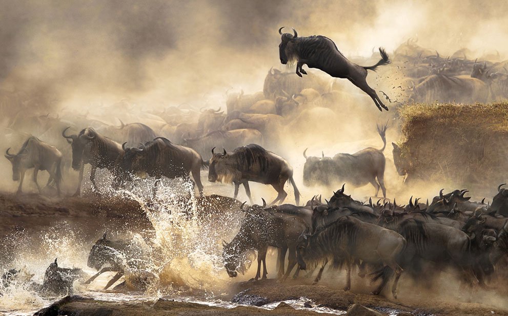 HelinaSafaris's tweet photo. Great Wildebeest Migration... https://t.co/jcWL5DEwPS