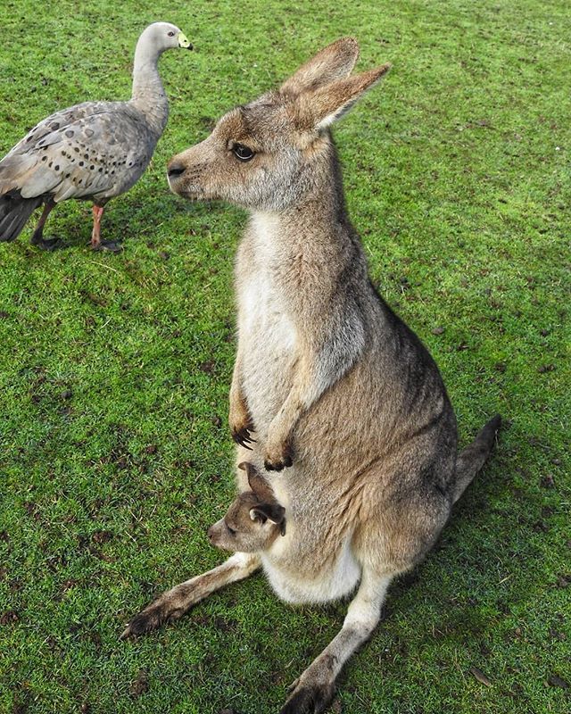 Our family portrait just got photobombed by this goose

#holidaywithbae #australia #tasmania #travel #trowunnawildlifepark #kangaroo #capebarrengoose
