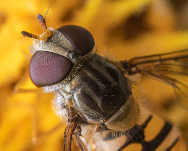 innerlightuk's tweet photo. Hoverfly big closeup 
#macro #macro_love #macrophotos #macrophotography #macro_mania__ #hoverfly #hoverflyphoto #hoverflyphotography #xt3 #fujimacro #fujiholics #kentphotographer https://t.co/NDxYA56dxo https://t.co/JEzaKKMymF