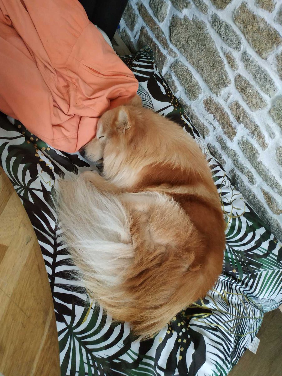 Djebb29's tweet photo. Rendez-vous avec Mon chien chez le véto pour son vaccin. Elle le pese et dit : son poids est nickel il doit être sportif. Moi 😂 https://t.co/2HFWSFAH80