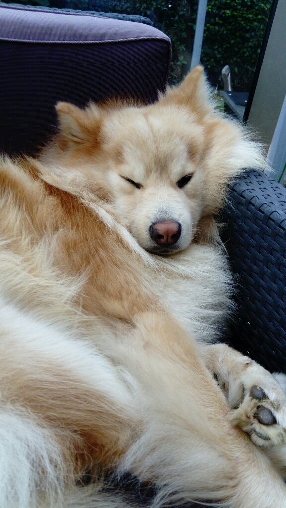 Djebb29's tweet photo. Rendez-vous avec Mon chien chez le véto pour son vaccin. Elle le pese et dit : son poids est nickel il doit être sportif. Moi 😂 https://t.co/2HFWSFAH80