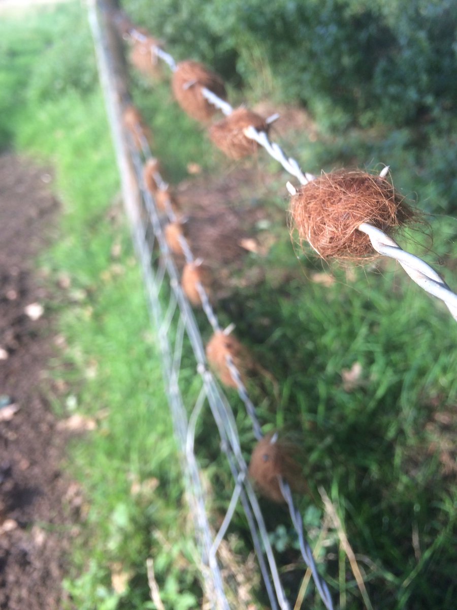 CloseMeadow's tweet photo. Evidence of #higlandcattle @RBSTrarebreeds on #cloverclose #coronationmeadow https://t.co/fjKQTYmrG0