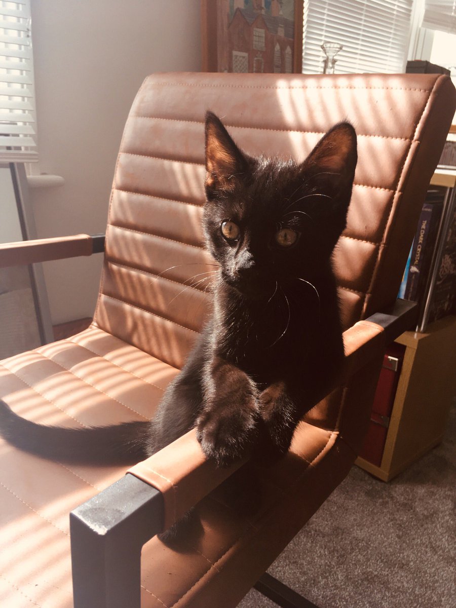 SentinelTrilogy's tweet photo. Happy #InternationalCatDay2019! Here’s Penny in various states of cute. 🐾 https://t.co/tAtYS6Jr0w