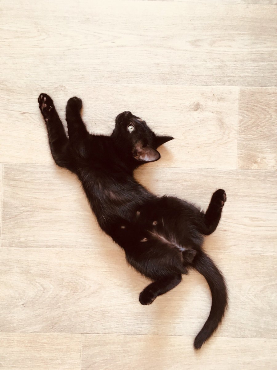 SentinelTrilogy's tweet photo. Happy #InternationalCatDay2019! Here’s Penny in various states of cute. 🐾 https://t.co/tAtYS6Jr0w