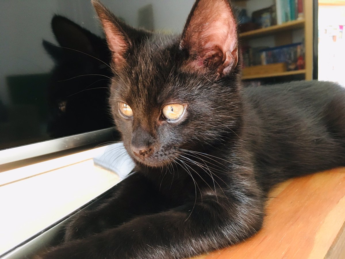 SentinelTrilogy's tweet photo. Happy #InternationalCatDay2019! Here’s Penny in various states of cute. 🐾 https://t.co/tAtYS6Jr0w