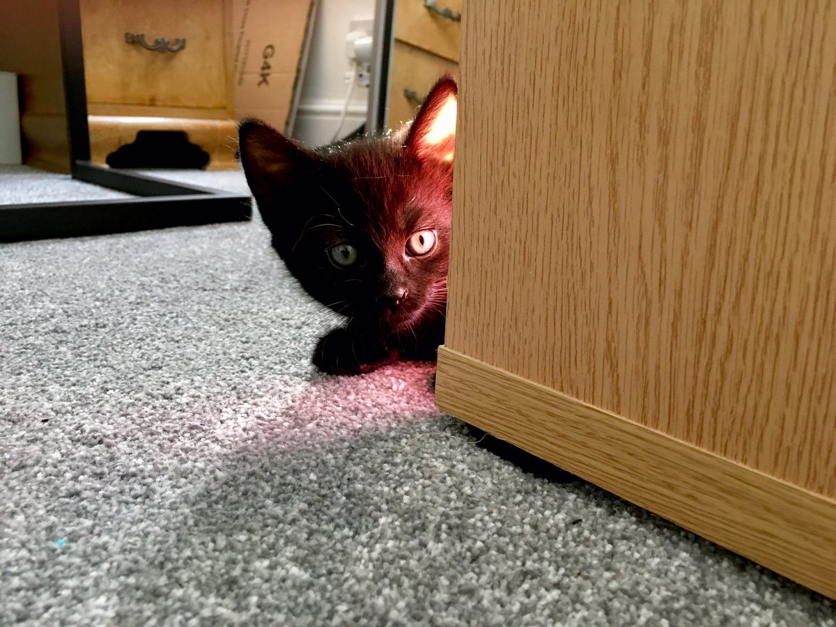 SentinelTrilogy's tweet photo. Happy #InternationalCatDay2019! Here’s Penny in various states of cute. 🐾 https://t.co/tAtYS6Jr0w