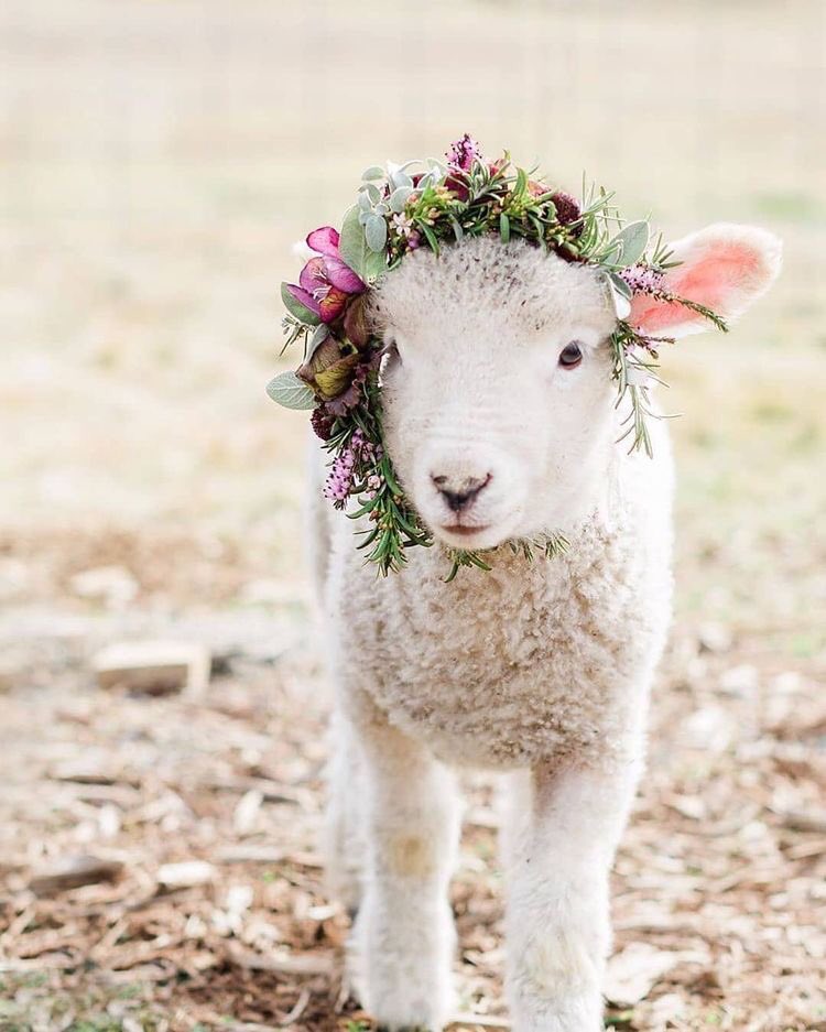 SweetTaim's tweet photo. سلااام بما انه عيد ال 🐑قرب هاذي بعض الافكار لهالمناسبه https://t.co/s0s2asfr1C