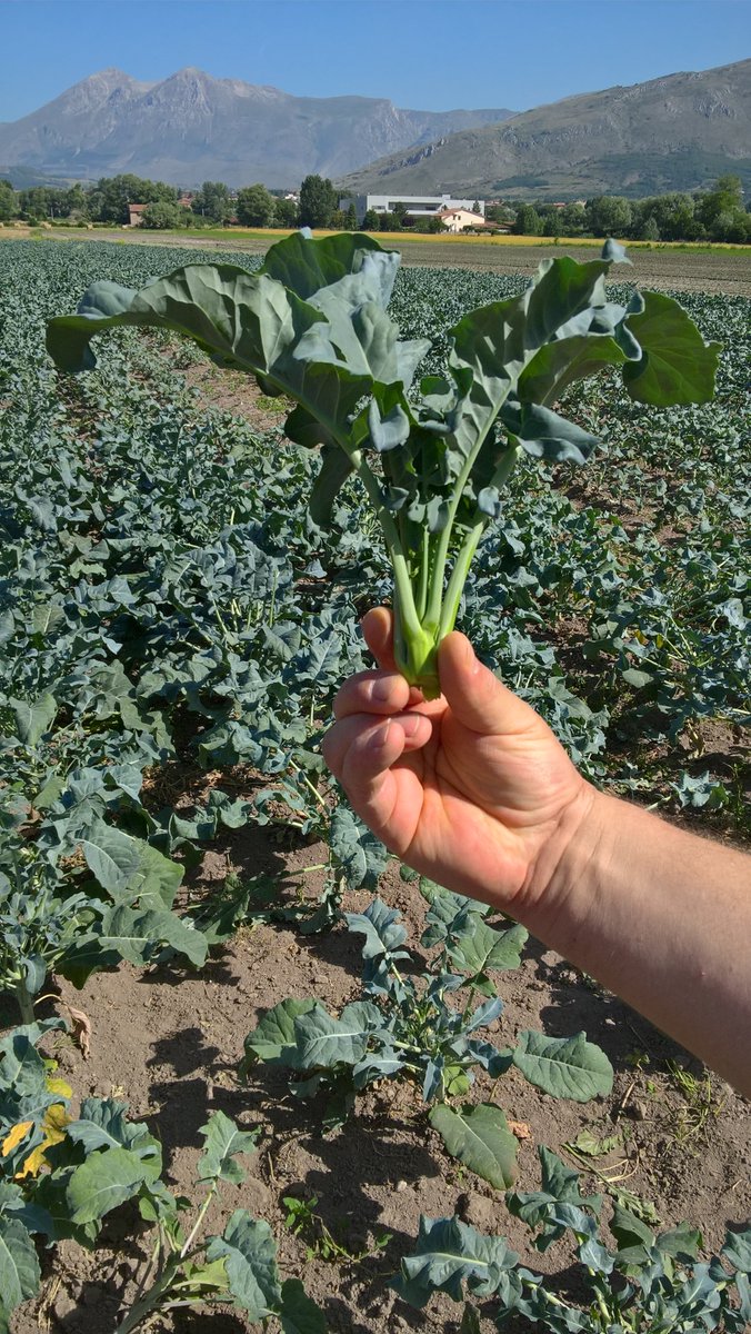 ItakaCrop's tweet photo. Working with nature to support sustainable farming. We have a number of field trials underway to see how  beneficial microorganisms and naturally occurring plant extracts can boost crop resilience and performance.  #Farm24  #agritech https://t.co/MsYs1U1VoW