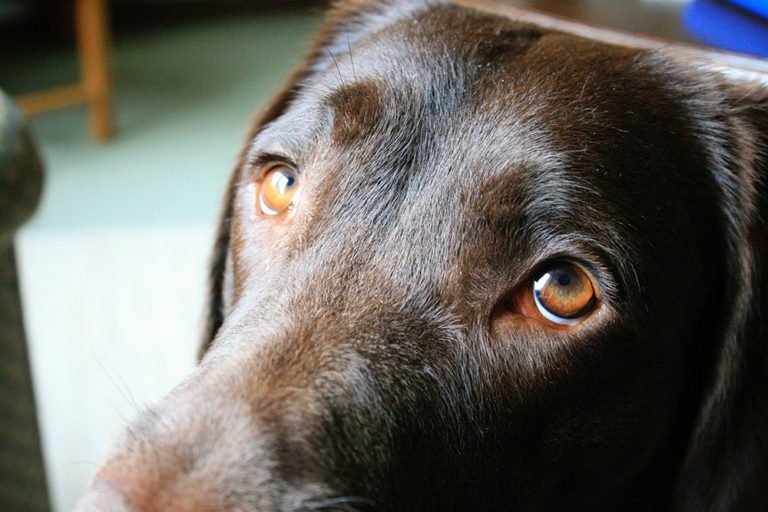 University of Portsmouth Alumni (@uopalumni) on Twitter photo Happy #InternationalCatDay! We also wanted to celebrate #dogs so thought we'd show you this <a href="/portsmouthuni/">University of Portsmouth</a> article from last month discussing how dogs have evolved new muscles around their eyes to better communicate with humans - puppy dog eyes! uopnews.port.ac.uk/2019/06/17/the… Happy #InternationalCatDay! We also wanted to celebrate #dogs so thought we'd show you this <a href="/portsmouthuni/">University of Portsmouth</a> article from last month discussing how dogs have evolved new muscles around their eyes to better communicate with humans - puppy dog eyes! uopnews.port.ac.uk/2019/06/17/the…