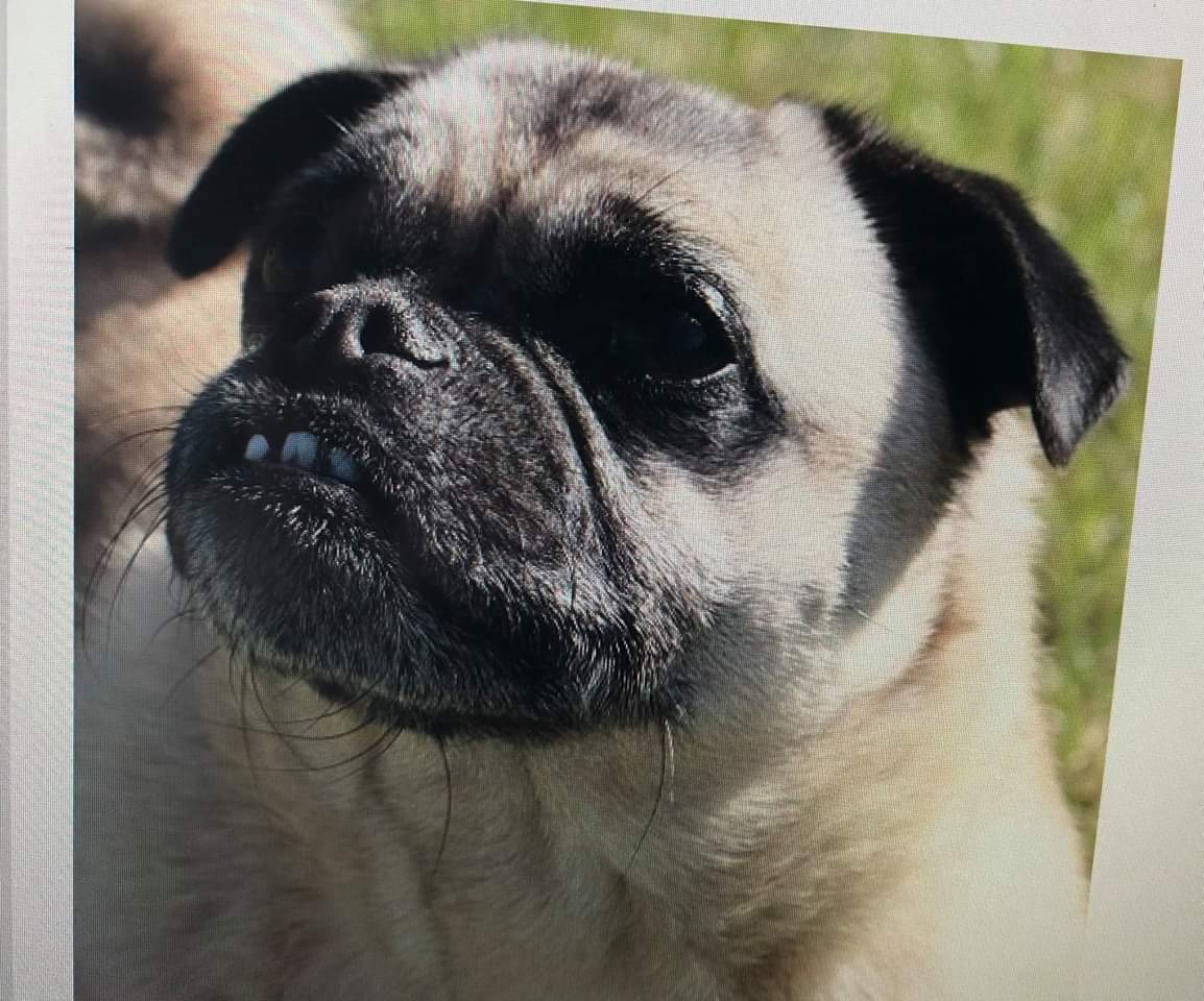 MissingPetsGB's tweet photo. 🐕 #Stolen TRAVIS has a Facebook group  https://t.co/OXPgK7Rnh9 https://t.co/swj9JPk4VE