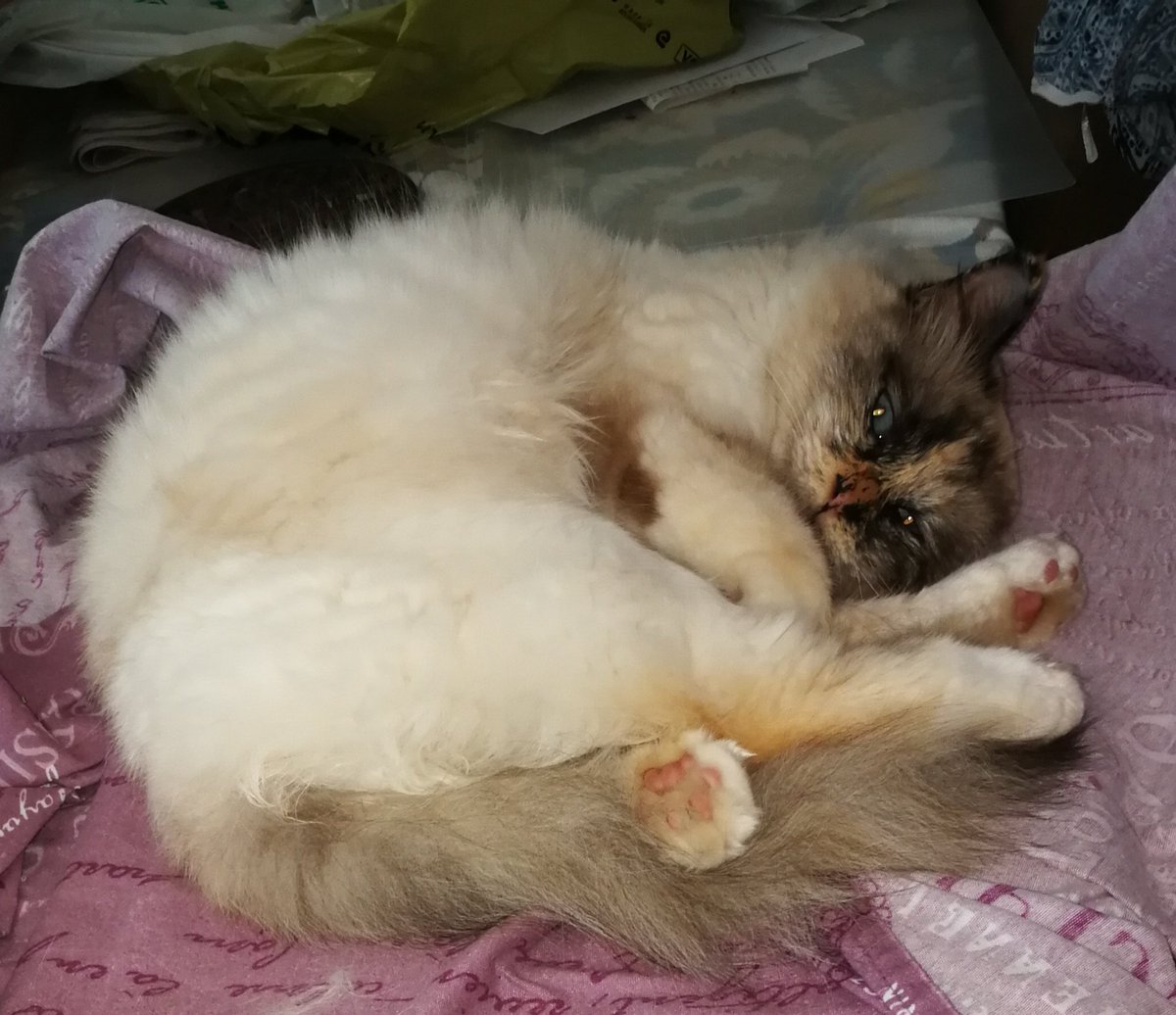 StellaG711's tweet photo. My cats will be getting some extra catnip on #InternationalCatDay https://t.co/K9WbiNDmhI