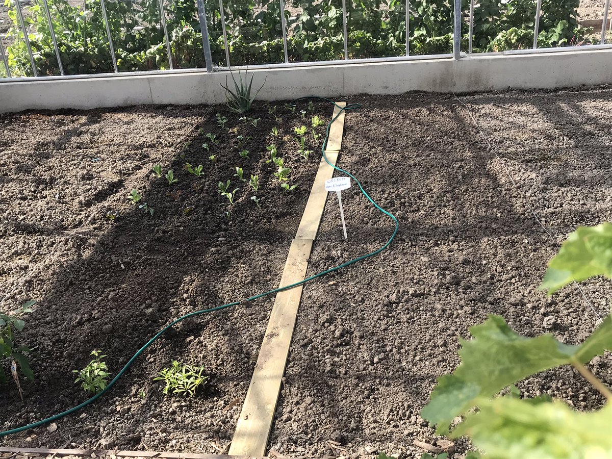 mauricewubben's tweet photo. Bij https://t.co/aBQoPRQmeU van Ben&amp;Agnes van den Berg in De Lier kun je als ‘oudere’ een moestuintje huren en bewerken. Voor ‘eigen eet’ Fijne sociale contacten krijg je er zomaar bij!😊👍. De eerste kavel van ca 18m2 is intussen verhuurd👌. https://t.co/JNd0sXPLlw