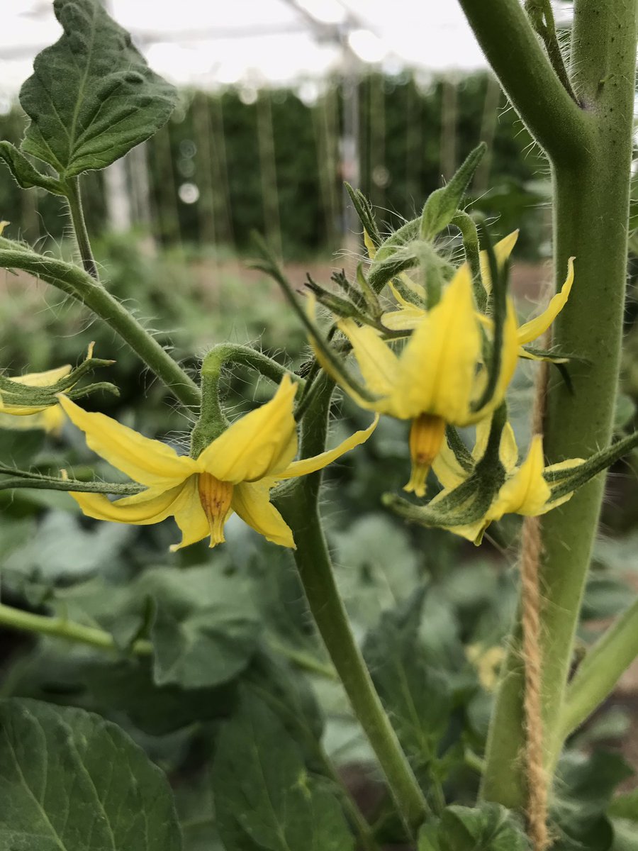 Bij eigenspijsmoestuinen.nl van Ben&amp;Agnes van den Berg in De Lier kun je als ‘oudere’ een moestuintje huren en bewerken. Voor ‘eigen eet’ Fijne sociale contacten krijg je er zomaar bij!😊👍. De eerste kavel van ca 18m2 is intussen verhuurd👌.