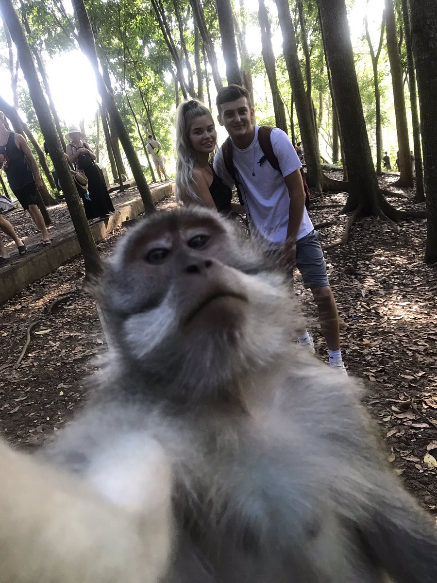 justjadelauren's tweet image. Just your average selfie #monkeyselfie #bali  🤳🏼🐒