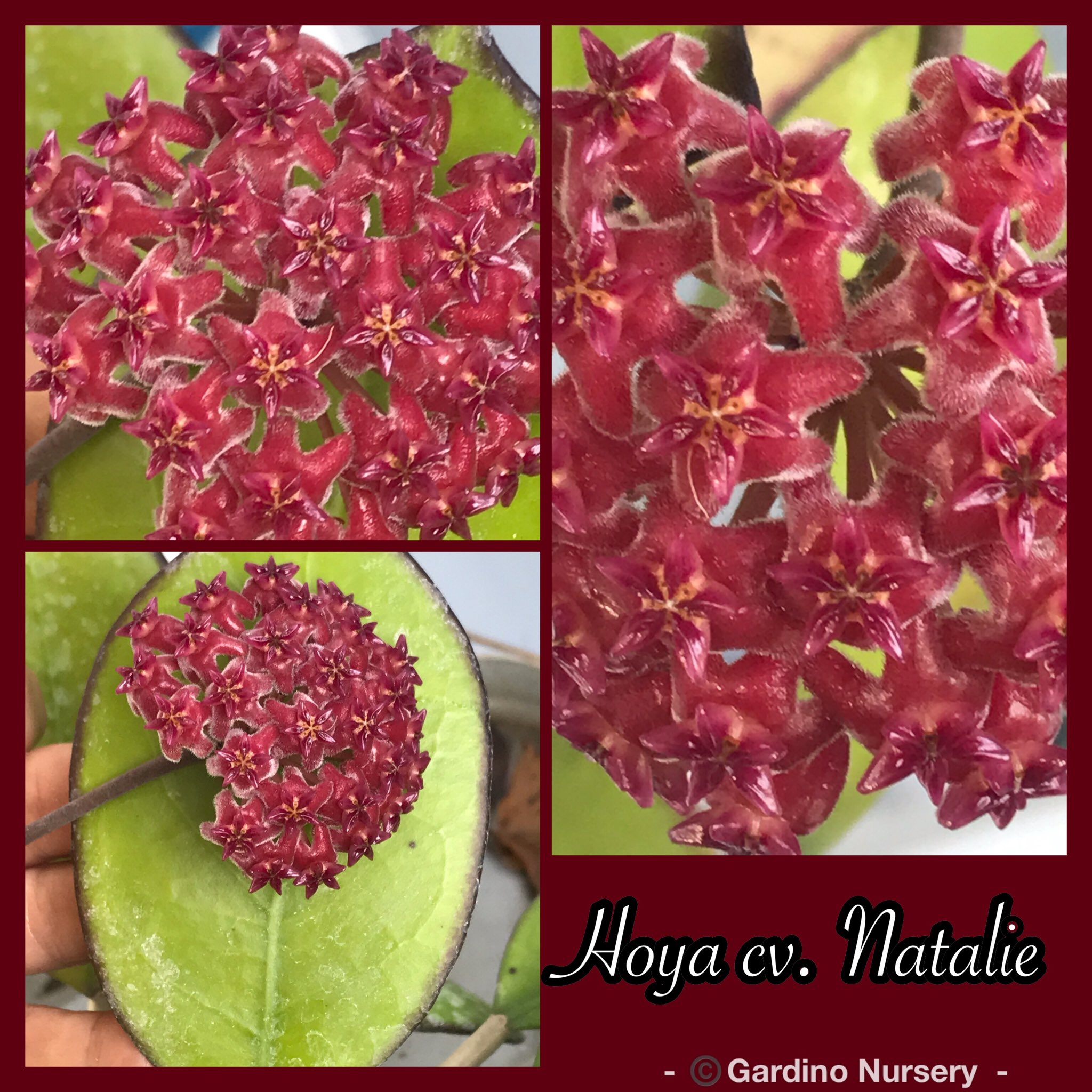 Hoya SP UT 033