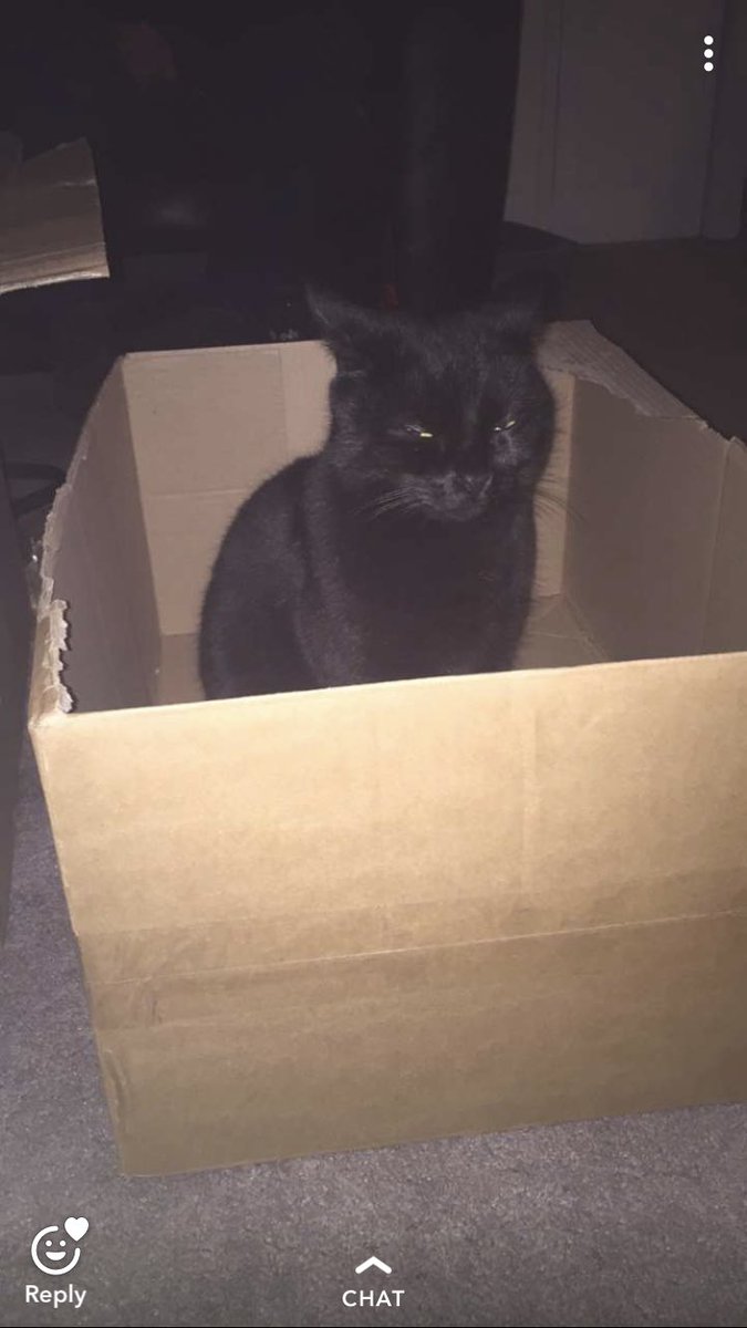 cml_makeup_'s tweet photo. @blacksabbats Smudge loves to sit in things and sleep❤️ https://t.co/EAn4c1ERKA