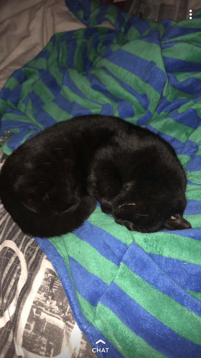 cml_makeup_'s tweet photo. @blacksabbats Smudge loves to sit in things and sleep❤️ https://t.co/EAn4c1ERKA