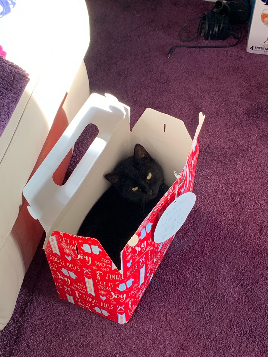 cml_makeup_'s tweet photo. @blacksabbats Smudge loves to sit in things and sleep❤️ https://t.co/EAn4c1ERKA