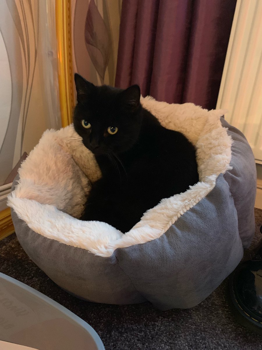 cml_makeup_'s tweet photo. @blacksabbats Smudge loves to sit in things and sleep❤️ https://t.co/EAn4c1ERKA
