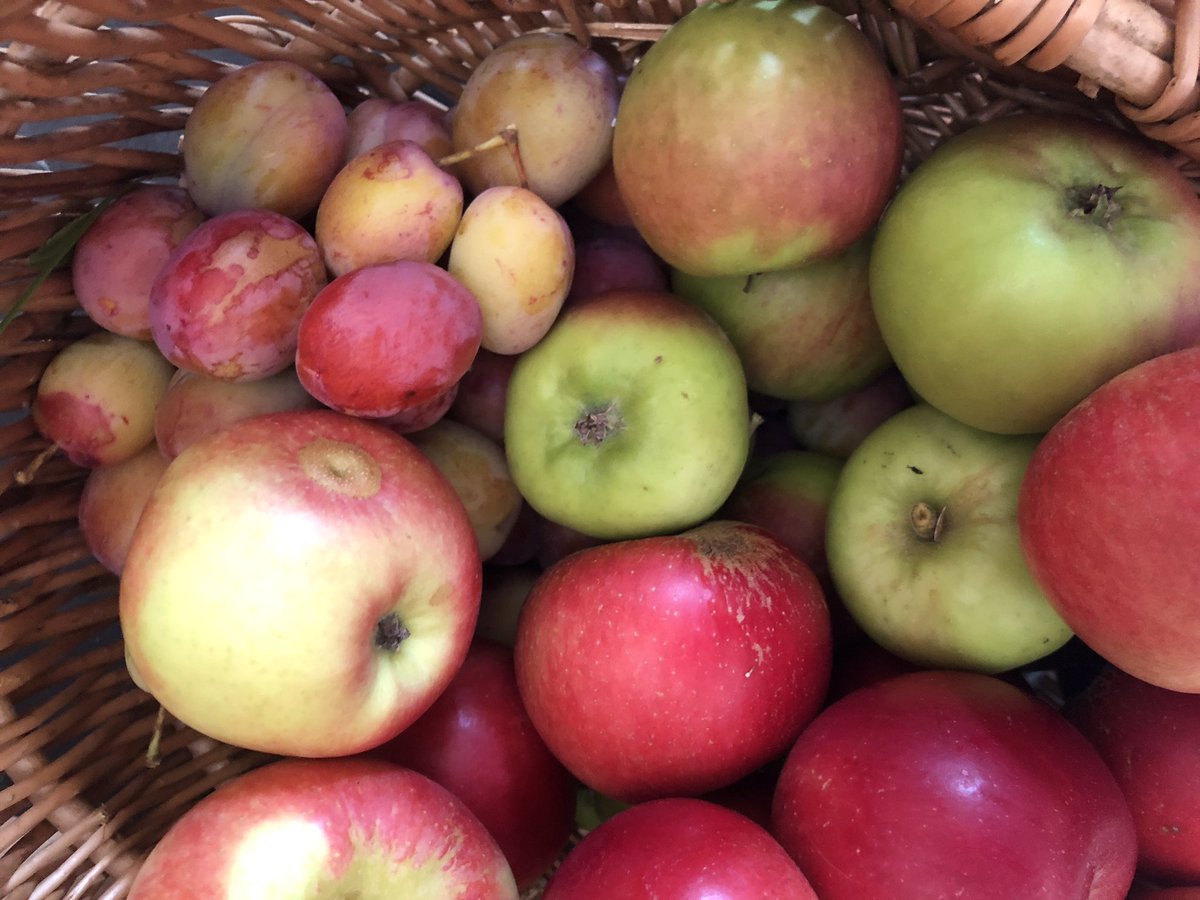 AndreaAgility's tweet photo. First harvest from the orchard before the storms come in tomorrow! Really impressed as the orchard is only a few years old, this is the first year of real fruit to collect #bramleyapple #discoveryapple #victoriaplum https://t.co/uQlICgdGfB