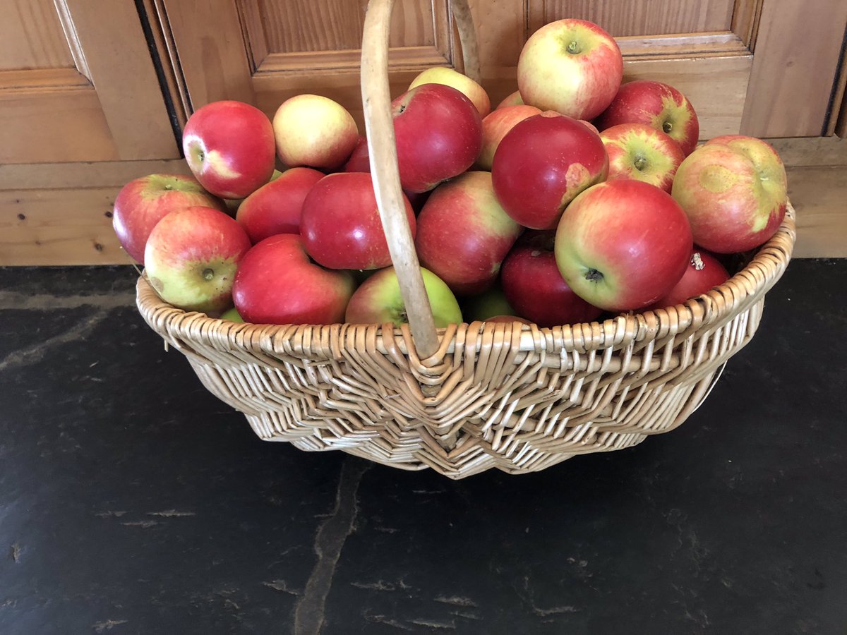 AndreaAgility's tweet photo. First harvest from the orchard before the storms come in tomorrow! Really impressed as the orchard is only a few years old, this is the first year of real fruit to collect #bramleyapple #discoveryapple #victoriaplum https://t.co/uQlICgdGfB