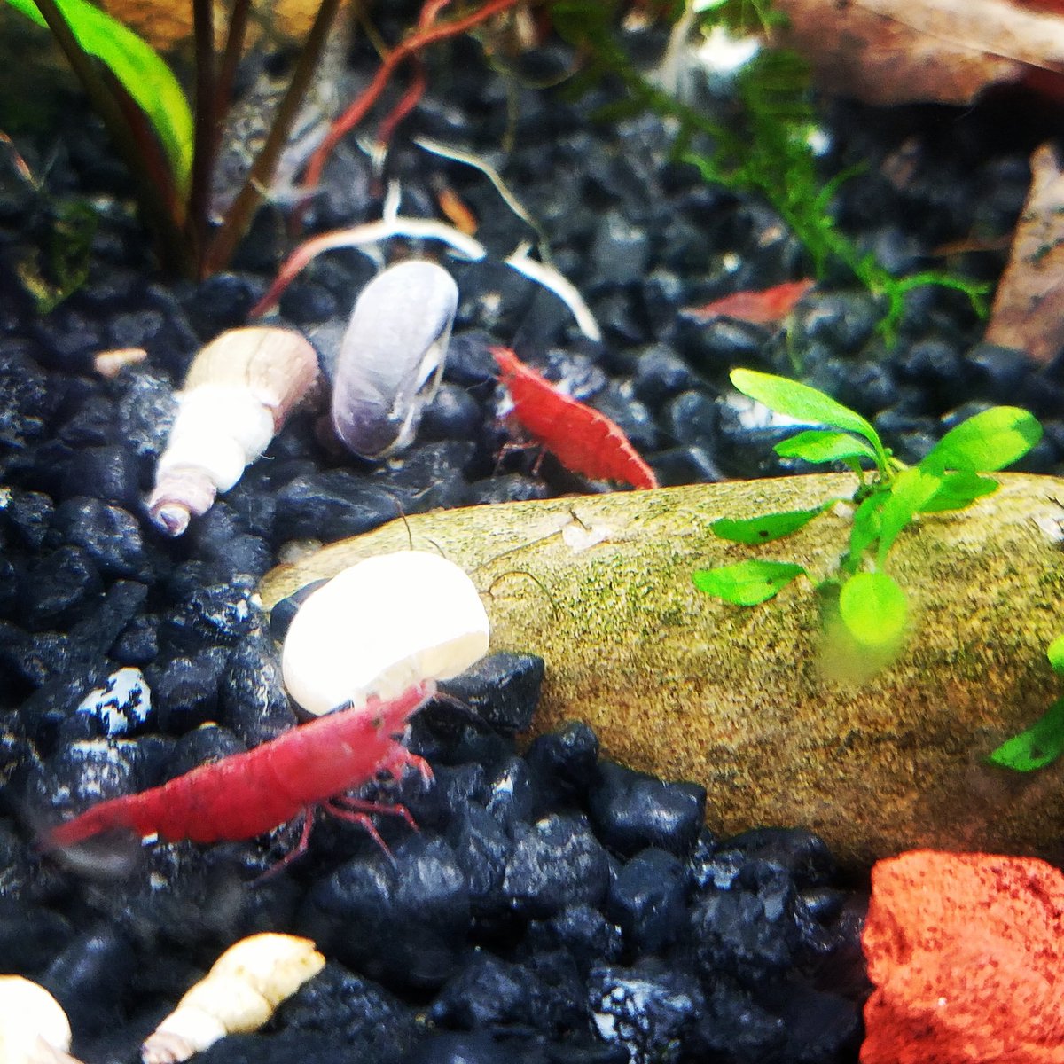 RickyRanchu's tweet photo. "We learn more by looking for the answer to a question and not finding it than we do by learning the answer itself." Lloyd Alexander #redcherryshrimp #shrimp #shrimpkeeping #aquascape #AQUARIUM #fishtanks #aquariumhobby #plantedtank #plantedaquarium #showtank #nature #freshwater https://t.co/41OwQollcl