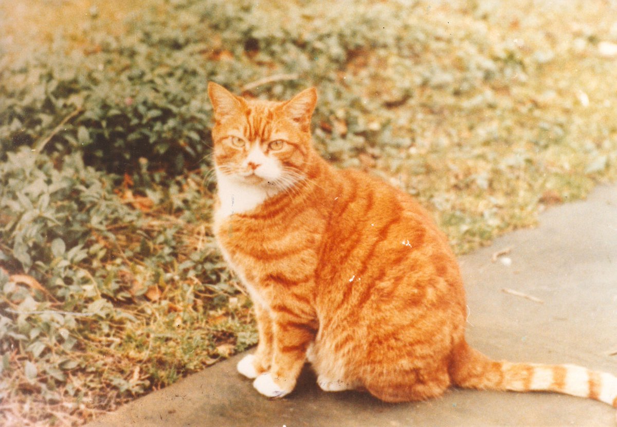 It's #InternationalCatDay and the purrfect time to celebrate a fur-miliar face around Chartwell - Jock! It was Churchill's wish that there would always be a marmalade cat named Jock living here and over 50 years later there still is, all the way from Jock I pictured here 🐱