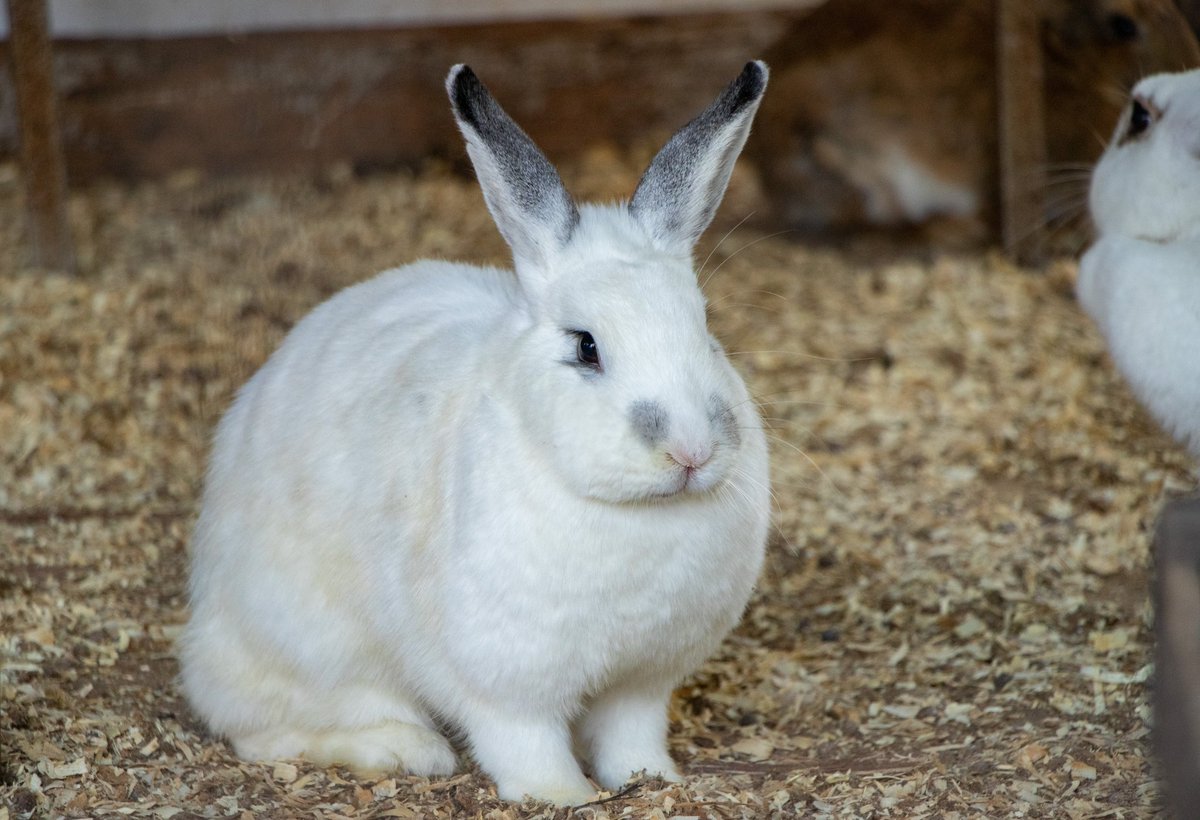 ElParaisoAnimal's tweet photo. ¡Buenos días! 🧡🐰
.
🌈 #ElParaisoDeLosAnimales #SantuariodeAnimales #AnimalesFelices #amigosnocomida #animallovers #stoptesteo #amoranimal #amor #Respeto #Igualdad #GoVegan https://t.co/Gt8W8YRIsV