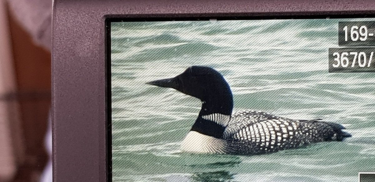johnrc58's tweet image. Finding 2 of these just off the beach this morning was birding highlight of the holiday (so far). &amp;amp; 1 for Edie's on foot from caravan list. #OFFC