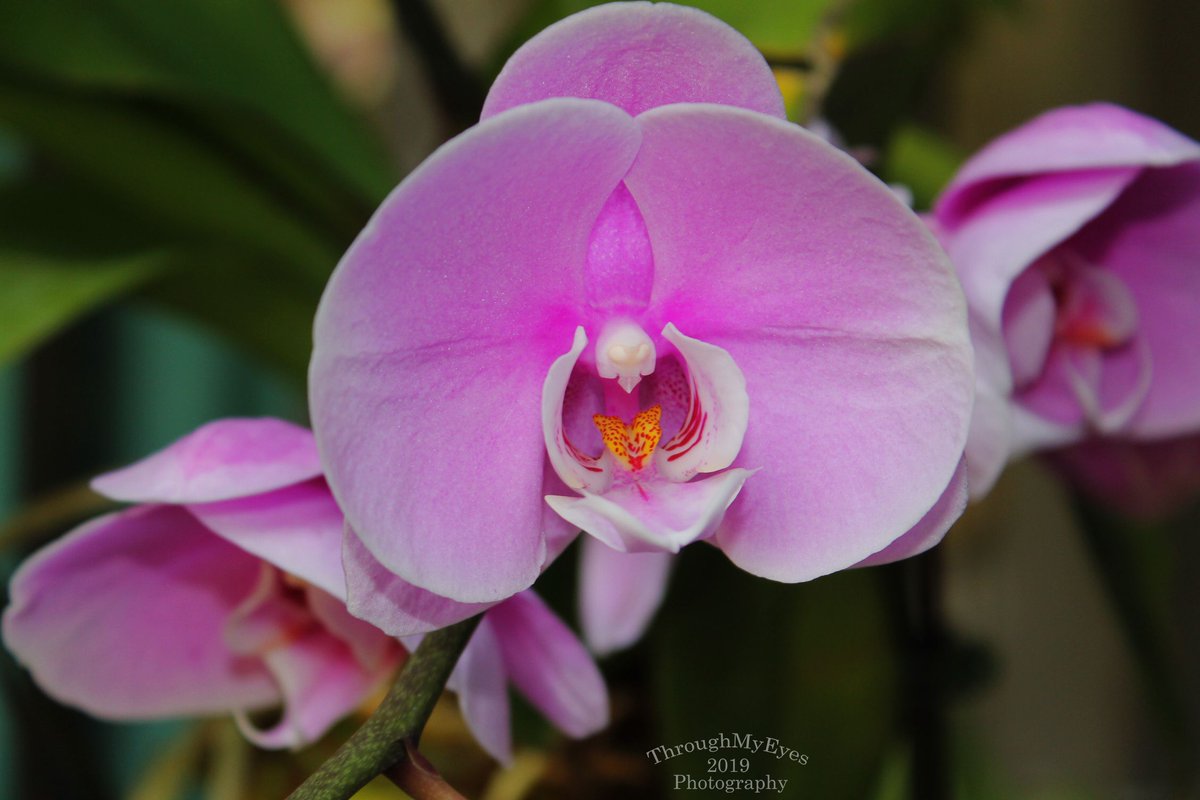 Pink Orchid 😎📸💯🔅🇵🇬 #png #niugini  #orchid #orchids #marlowsorchids #flower #nature #orchidworld #newyork #orchidgarden #instaflower #orchidaceae #instaorchid #orchidbeauty #orchidsinbloom #orchidinstagram #rochesterny #plant #flowers #nofilter #nofilterneeded #botanical