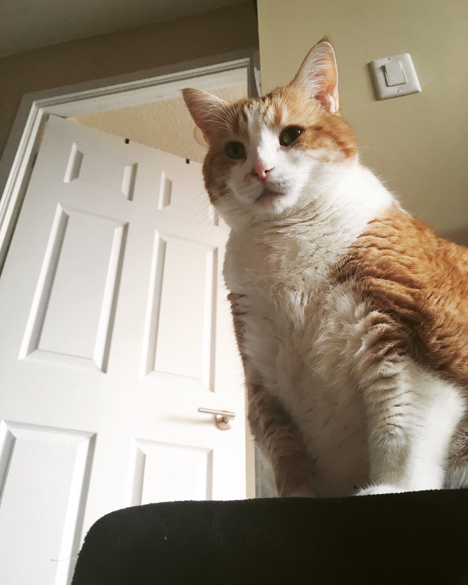 Globalnews.ca tweet media