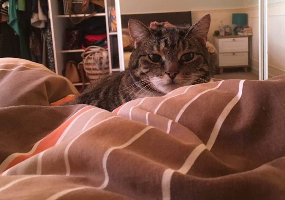 HSMC_Library's tweet photo. Happy International cat day from @HSMC_Library and Bella the cat #InternationalCatDay #librarycats #notgrumpycat https://t.co/K5H0AyCD6m