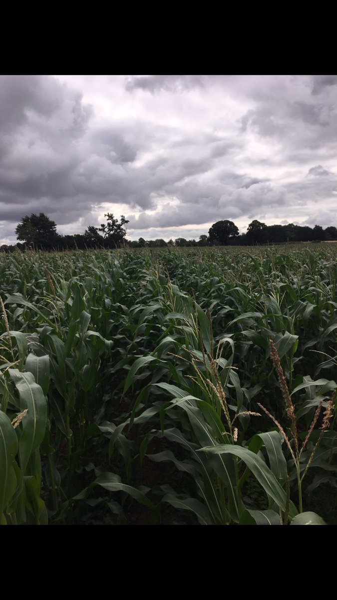 Same field, just 3 weeks apart! Crop of maize was sown on 20th April and really struggling. Picture 1 was taken on 17th July and picture 2 was taken yesterday. A combination of moisture, heat and @AlltechCropSci product Impro-Grain have turned this crop around