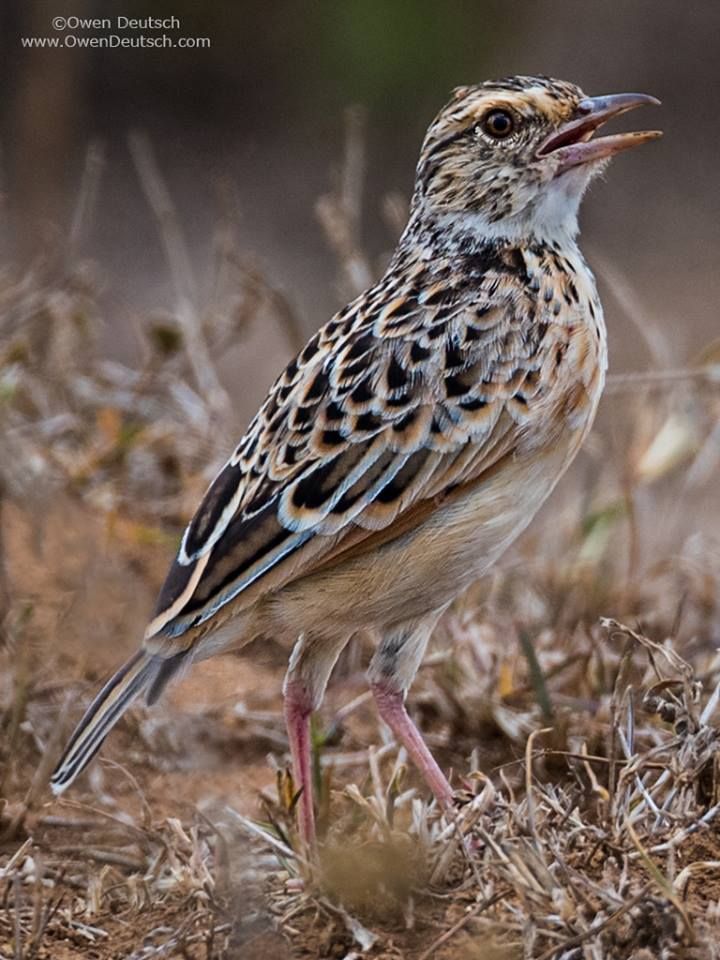 wildbirdrev's tweet photo. The African Pipit is also known as the Grassveld Pipit or Grassland Pipit. Photo taken at the Nairobi National Park in Nairobi, Kenya (Owen Deutsch Photography)
#Kenya #birding #LBJs #birdphotography #TwitterNatureCommunity https://t.co/0MH3KPC1hf