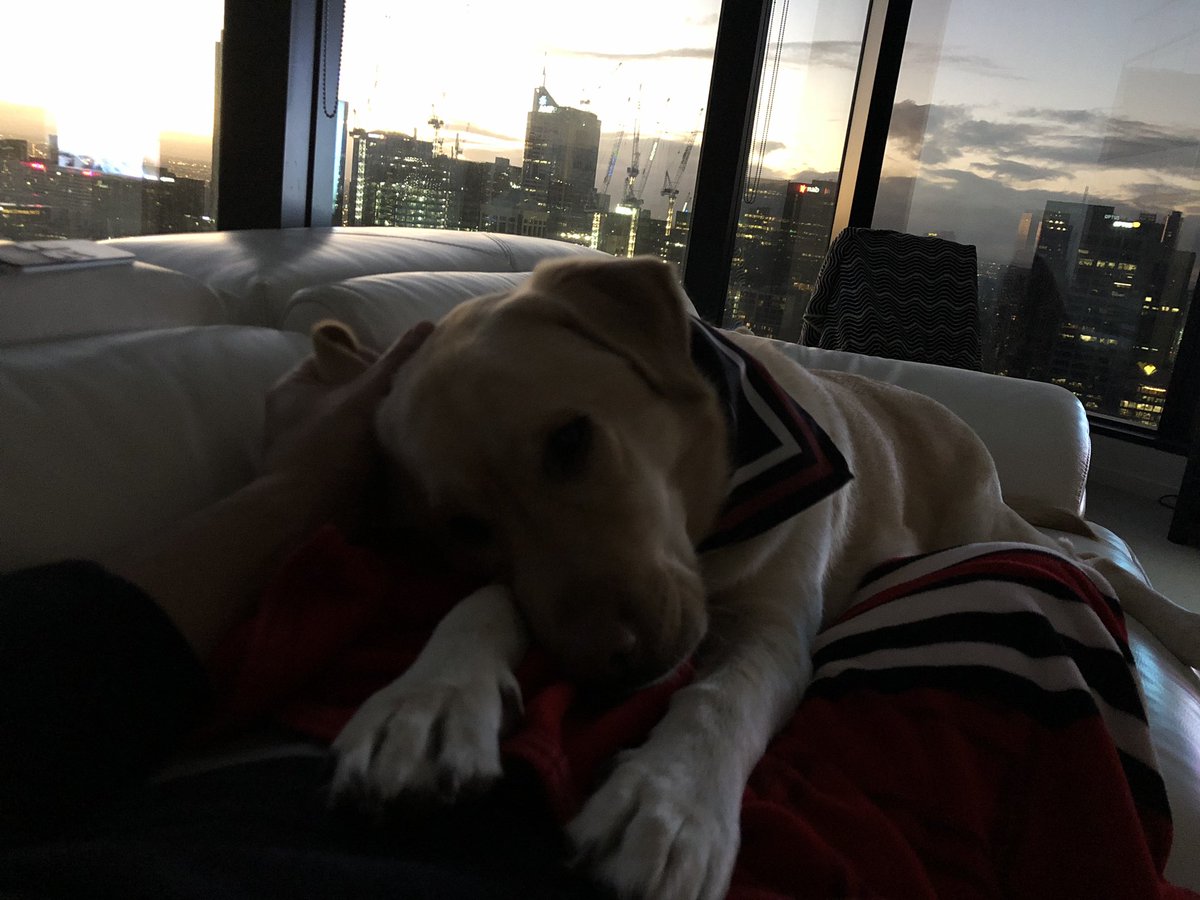 KCDaveMorgan's tweet photo. My labby blanket is doubling as a lapdog 🐶... we don’t deserve them...😊 https://t.co/1XufQSQqwC