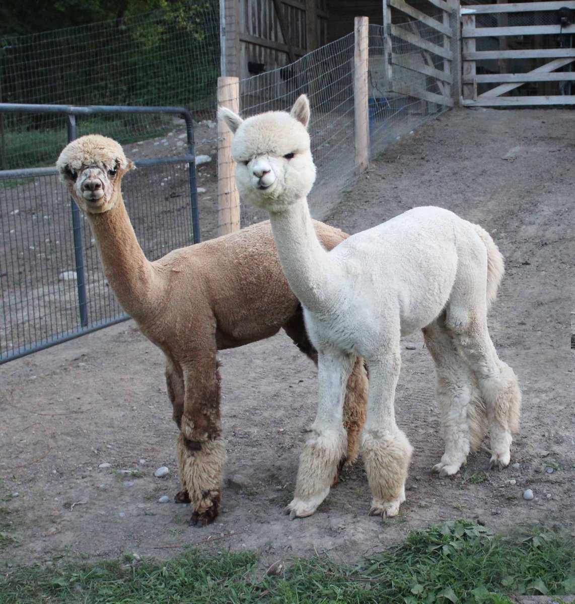ohalpacas's tweet photo. We often get asked about head styles and #haircuts.
Some #alpacas get a regular cut on shearing day (left) & others get a #showcut (right). Showcuts demonstrate coverage of fibre. Those with less fibre on their cheeks get a regular cut.
It's all about #style!
#backyardfarmer https://t.co/hrWGy1CwWp