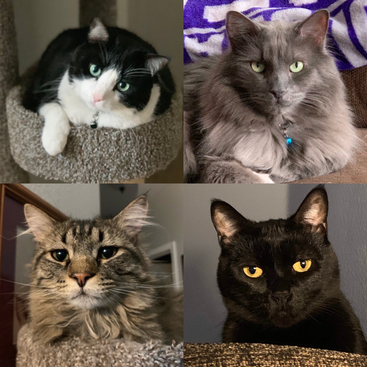 intoosuns's tweet photo. Our furbabies. All were adopted from shelters. From L-R  Bub, Oden, Chowder &amp; Woocifer.  #beon9 https://t.co/QkKzfoLla2