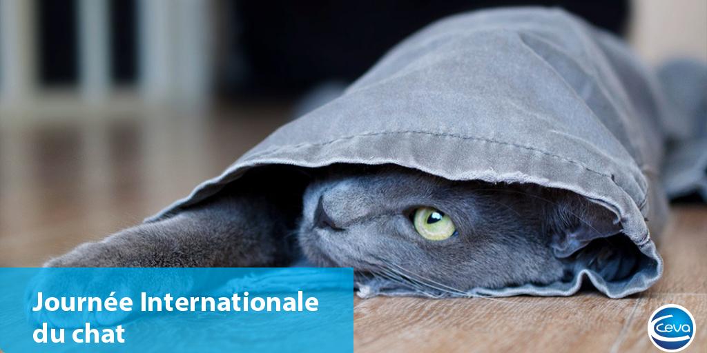 Ceva_France's tweet photo. Joyeuse #journeeinternationaleduchat à tous !
On estime que la relation entre humains et chats existe depuis près de 10 000 ans ! Célébrons ensemble cette indéfectible relation ! 🐈👫
#SantéAnimale #RelationHommeAnimal @iCatCare https://t.co/HNaWC9XarO
