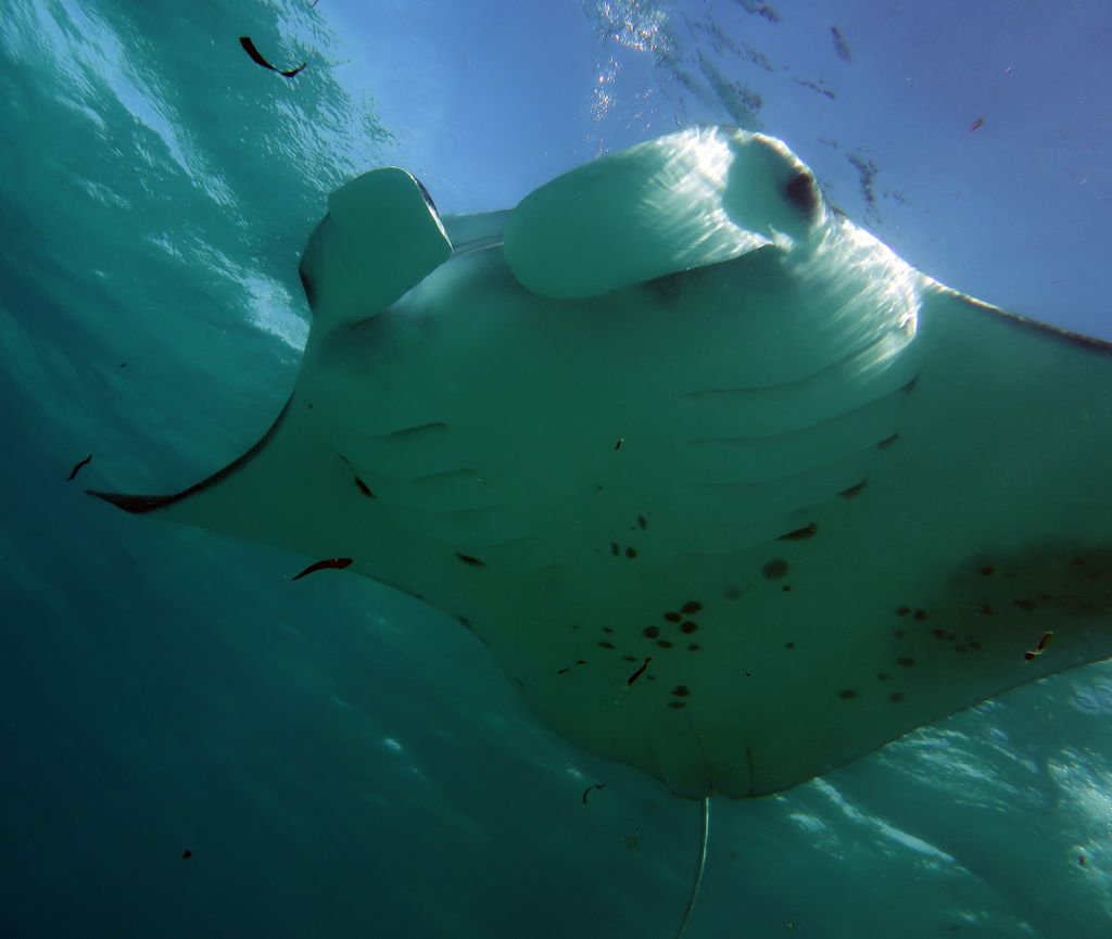 MantaTrust's tweet photo. This is God of Stingrays, #reefmanta #134 in the #Seychelles database, and the first to be #tracked using both #acoustic and #satellitetelemetry in the archipelago! She's provided important spatial data that will inform the #conservation of this species. Thanks, God of Stingrays! https://t.co/hLDpeIAt3L
