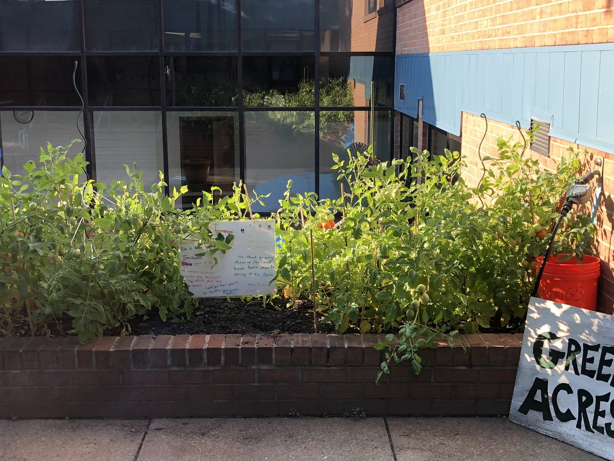 KingsGlenES's tweet photo. Kings Glen or Kings Garden !? 6th grade tomato experiments bearing fruit! #KGScience https://t.co/QNizHLqz8J
