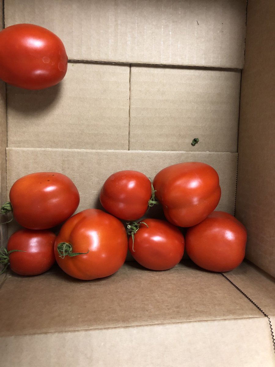 KingsGlenES's tweet photo. Kings Glen or Kings Garden !? 6th grade tomato experiments bearing fruit! #KGScience https://t.co/QNizHLqz8J