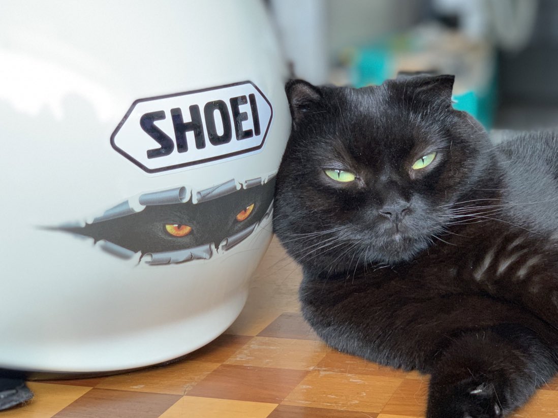 Neko25 今日は 世界猫の日 ヘルメットに貼ったステッカーと同じようなお顔してくれたのでぱしゃり