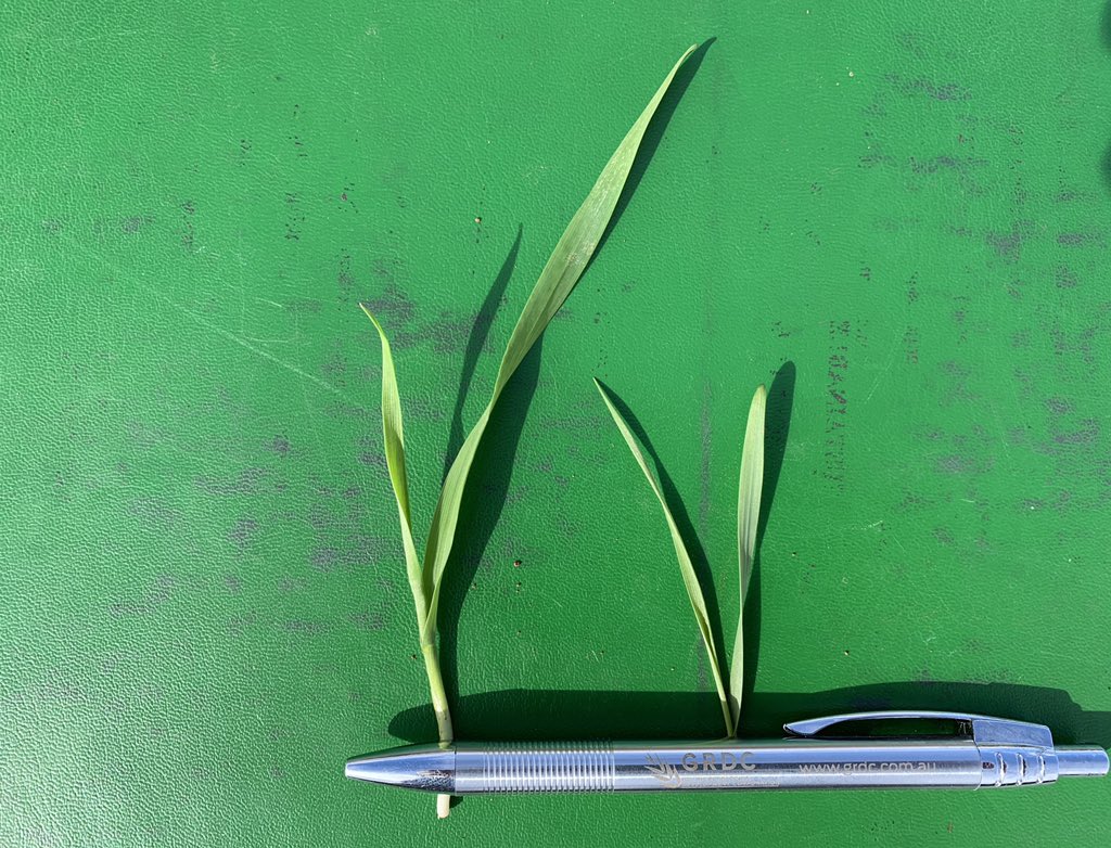 rebetzke_0's tweet photo. GRDC-funded project to establish if new seedling vigour genetics can aid in increasing biomass and yield for late-sown, 'short-season' (90-day) wheats. Experiments sown early May and mid-July throughout Australia @theGRDC @Yanco_MEF @FelicityHarris6 https://t.co/qFlAxKAIl0