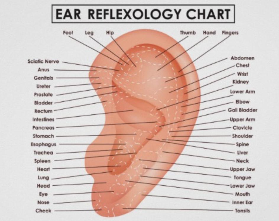 Ear Seed Chart