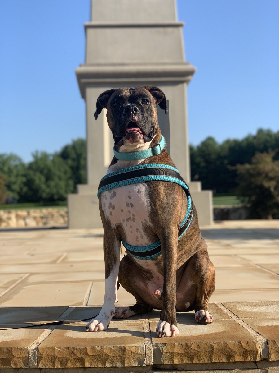 ScoutTheBoxer's tweet photo. Thursday morning walks with dad... ❤️ https://t.co/Ri82oyvyXS