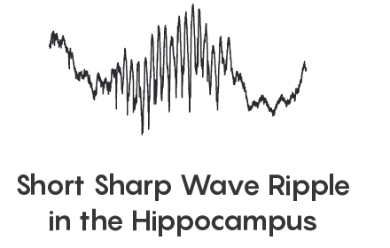 BrandeisNeuro's tweet photo. In Brain’s Electrical Ripples, Markers for Memories Appear @JadhavLab #sharpwaveripples https://t.co/Ak7uKtN2I2 https://t.co/QWAC1M3BuK