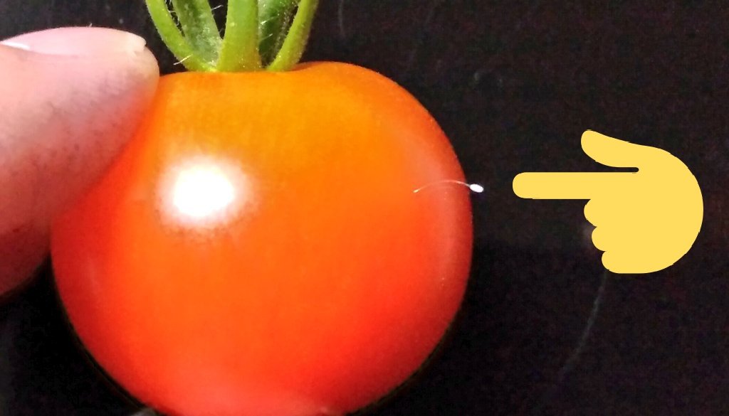 ちあき通知不具合発生中 ミニトマトに白い毛のようなものが生えてるのですが これはなんでしょうか わかる方いらっしゃいましたら教えてください W ﾍﾟｺﾘ T Co 7udnzi33v4 Twitter