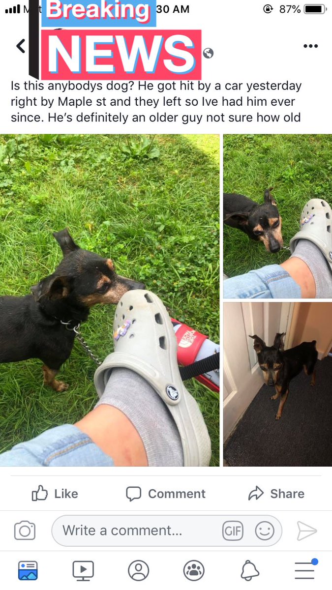 SaMMcKaay18's tweet photo. Reposting this to twitter, anyone from Rochester, NY that can retweet and help this little baby find his owners would be so helpful, believe he was just let lose accidentally and went they some trauma in his journey please DM me if anyone thinks they know this dog !! https://t.co/STxvap7Aev