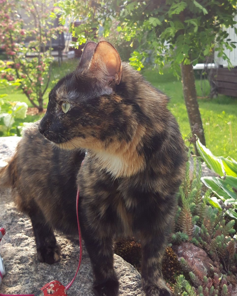 ellumartins's tweet photo. Happy #InternationalCatDay #kissanpäivä #Miiru ❤ https://t.co/sgEHRCw5VL