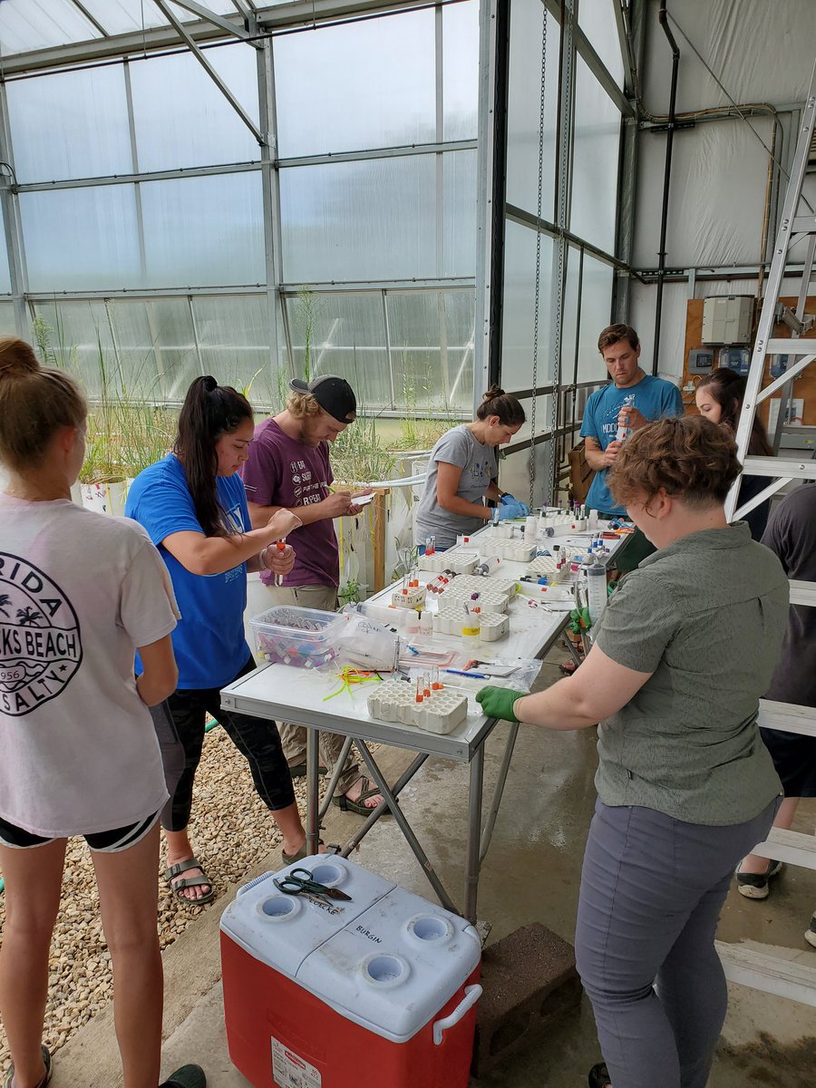 HanschuJanaye's tweet photo. MIMS-part 2. Looking at denitrification and N-fixation. MIMS sampling requires a lot of hands. Also, we do the regular-every day sampling &amp; lab analysis. Thank you to the #BurginLab, once again, for all the help! @A_Bagel_Pruitt also pulled her sed traps! #MAPS2019 @KansasEPSCoR https://t.co/oysKepZqDq